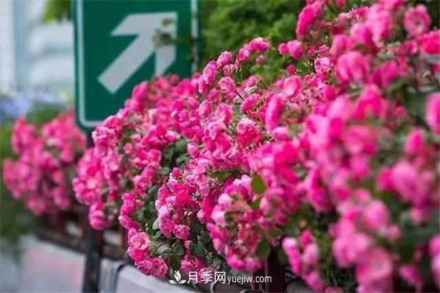 2021年，綠化月季上高架會(huì)成為潮流嗎？(圖3)
