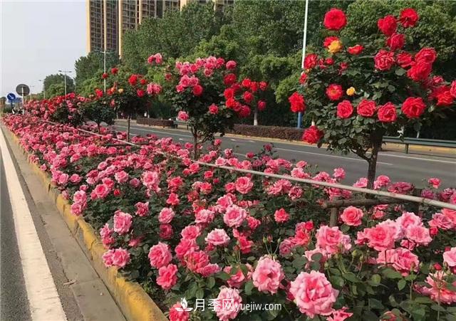 2021年，綠化月季上高架會(huì)成為潮流嗎？(圖5)