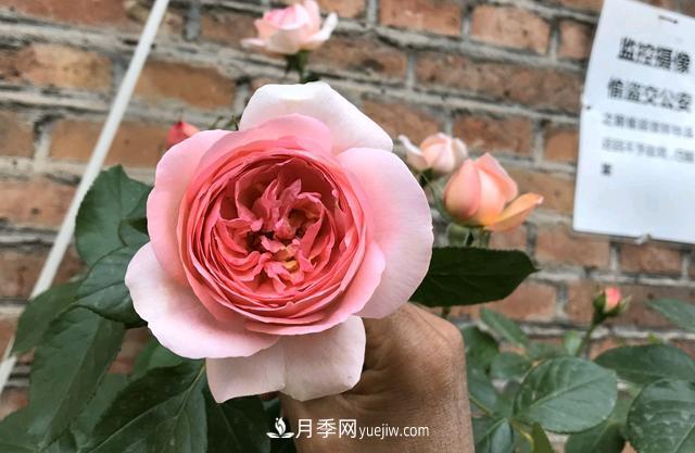 新上盆的月季可以施肥嗎？椰糠伴營(yíng)養(yǎng)土栽種，擔(dān)心月季缺營(yíng)養(yǎng)(圖1)