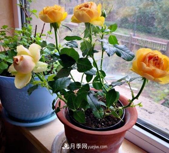 盆栽大花月季不如選微型，花型緊湊品種繁多，一次開花上百朵(圖1)