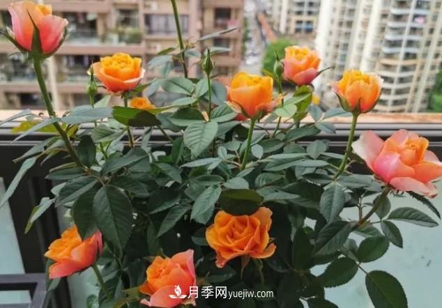 盆栽大花月季不如選微型，花型緊湊品種繁多，一次開花上百朵(圖3)
