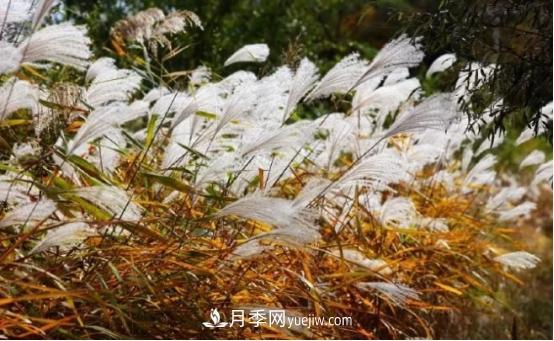 又美又耐寒！8種北方適用觀賞草推薦(圖3)