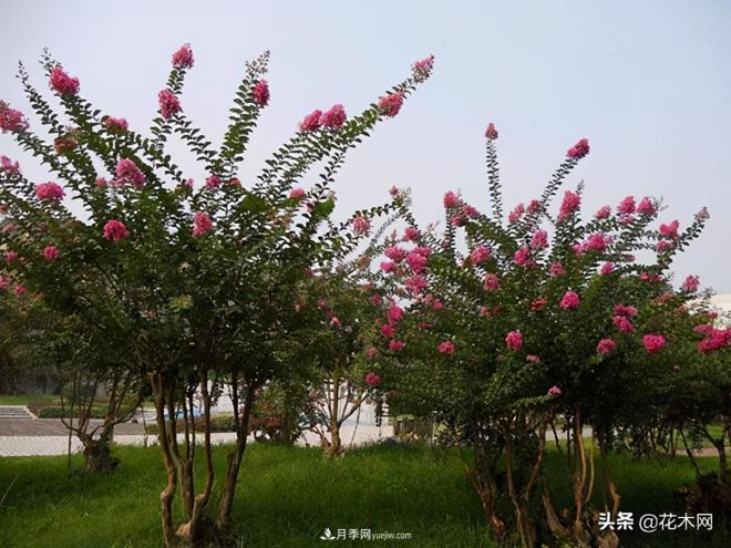 叢生苗木市場火熱，如何輕松登上銷量榜首？(圖2)