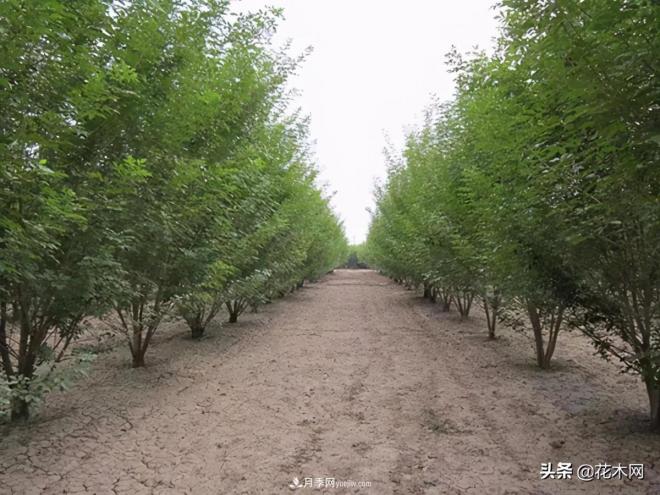 叢生苗木市場火熱，如何輕松登上銷量榜首？(圖4)
