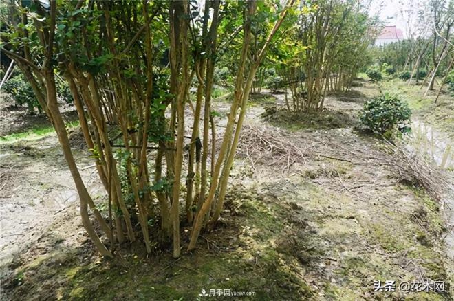 叢生苗木市場火熱，如何輕松登上銷量榜首？(圖3)