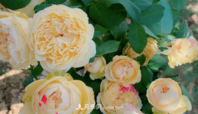 11月了，還不快給月季“清花苞”，開(kāi)春后瘋狂爆花(圖2)