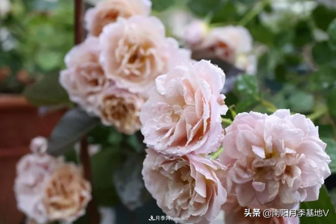 10種復(fù)古色月季，氣質(zhì)炸裂！你入手了沒？(圖3)
