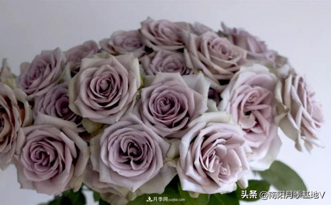 10種復(fù)古色月季，氣質(zhì)炸裂！你入手了沒？(圖2)