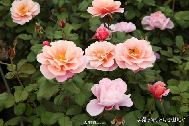 10種復(fù)古色月季，氣質(zhì)炸裂！你入手了沒？(圖4)