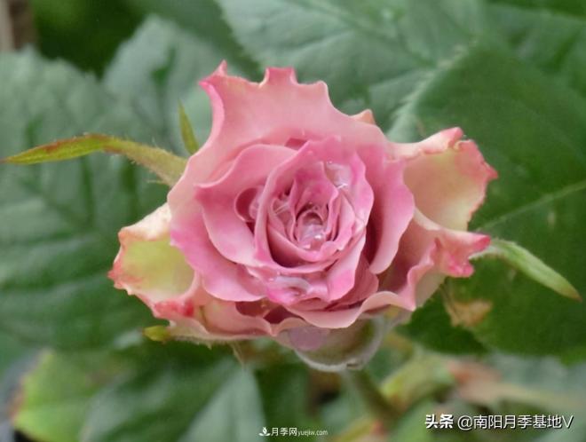 10種復(fù)古色月季，氣質(zhì)炸裂！你入手了沒？(圖7)