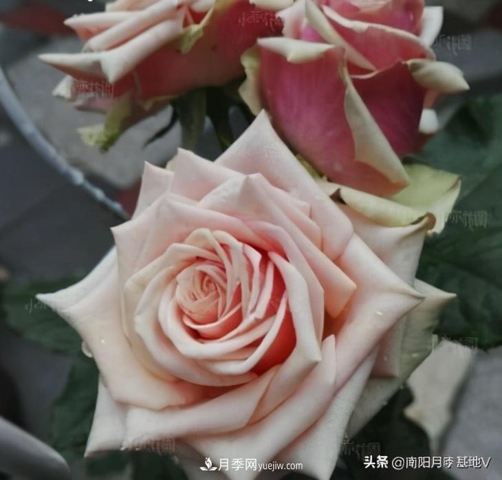 10種復(fù)古色月季，氣質(zhì)炸裂！你入手了沒？(圖8)