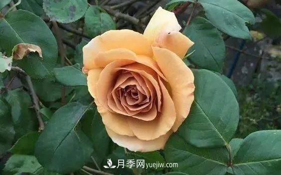 10種復(fù)古色月季，氣質(zhì)炸裂！你入手了沒？(圖5)
