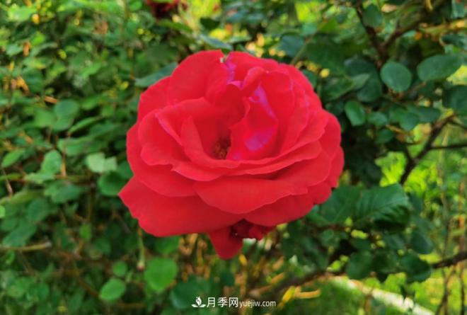 被玫瑰遮住光芒的月季花，妙用很多，能賞能吃能泡茶(圖1)