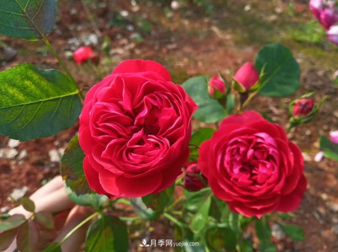被玫瑰遮住光芒的月季花，妙用很多，能賞能吃能泡茶(圖2)