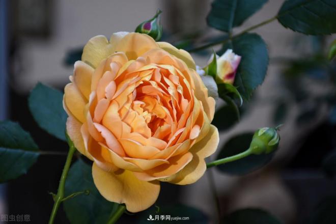不是我“崇洋媚外”，養(yǎng)月季選歐月，是有原因的(圖3)