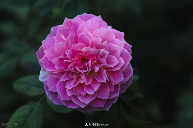 不是我“崇洋媚外”，養(yǎng)月季選歐月，是有原因的(圖6)