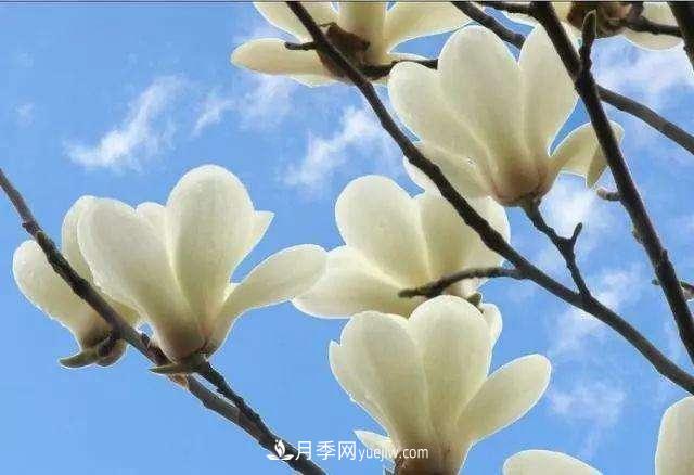 白玉蘭花期有多久，花期如何管理？(圖1)