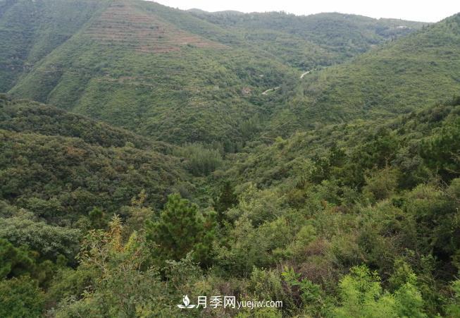即將到來的冬春造林季要種哪些樹？河南省已培育9.31株鄉(xiāng)土樹種(圖1)
