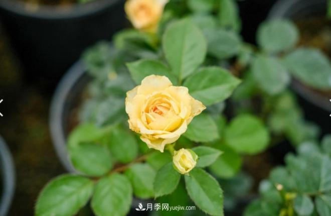 月季爆筍芽了，花友喜滋滋，先別樂，這個時期要慎重(圖1)