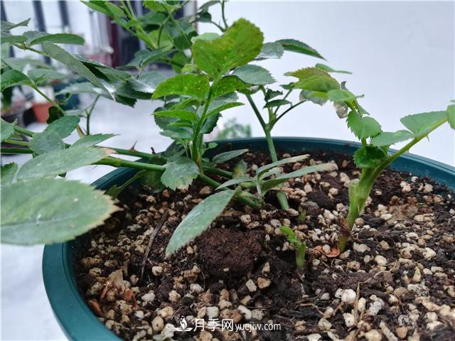 怎樣快速扶壯月季的牙簽小苗，壓枝促筍是一個好辦法(圖1)