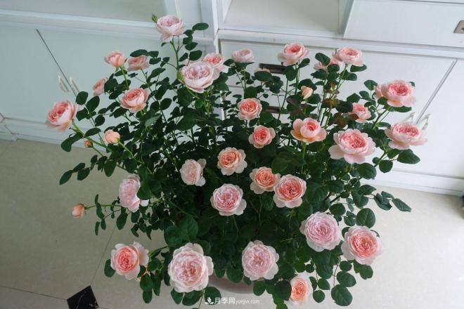 瑞典女王，這個(gè)月季王后用盆養(yǎng)殖注意5點(diǎn)，開花壯觀又霸氣(圖2)