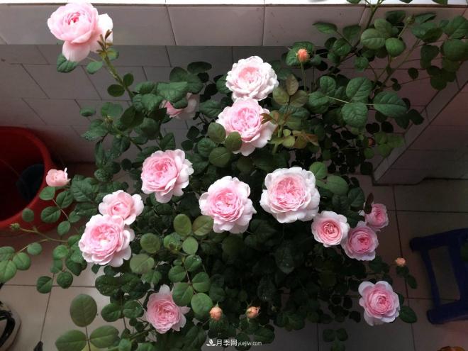 瑞典女王，這個(gè)月季王后用盆養(yǎng)殖注意5點(diǎn)，開花壯觀又霸氣(圖3)