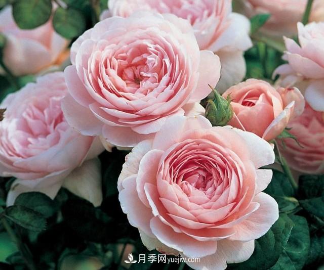 瑞典女王，這個(gè)月季王后用盆養(yǎng)殖注意5點(diǎn)，開花壯觀又霸氣(圖1)