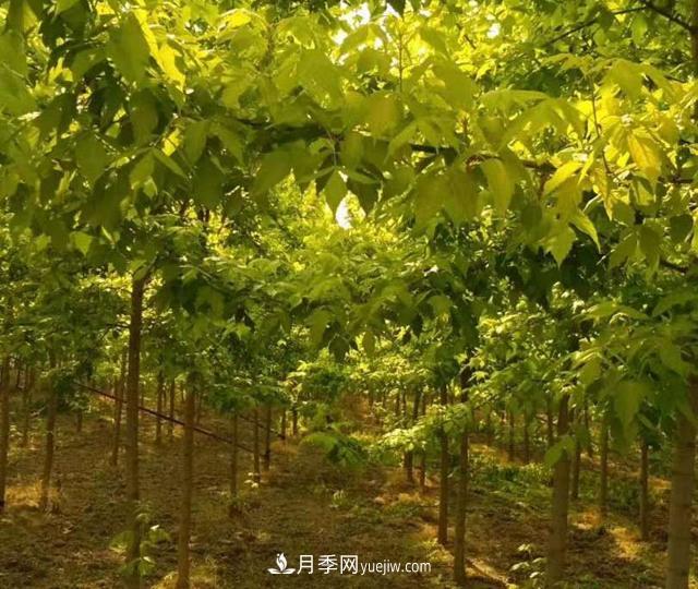 金葉復(fù)葉槭養(yǎng)護(hù)中，注意“一病一蟲(chóng)”(圖1)