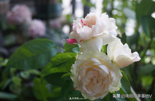 這8種月季，光聽名字就想一口吃掉，真的秀色可餐(圖2)