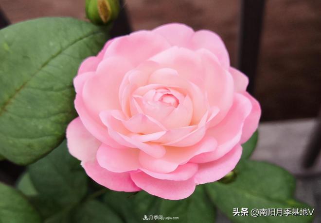 這8種月季，光聽名字就想一口吃掉，真的秀色可餐(圖1)