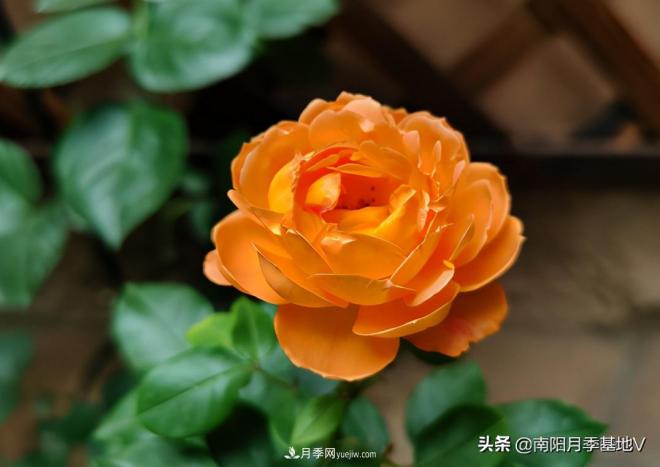 這8種月季，光聽名字就想一口吃掉，真的秀色可餐(圖6)