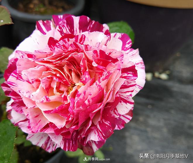 這8種月季，光聽名字就想一口吃掉，真的秀色可餐(圖5)