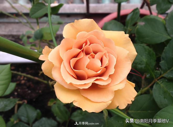 這8種月季，光聽名字就想一口吃掉，真的秀色可餐(圖8)