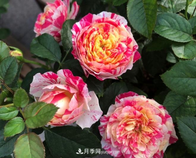 十一月養(yǎng)護(hù)月季，分享三個(gè)小動(dòng)作”，月季蹭蹭冒新芽(圖3)