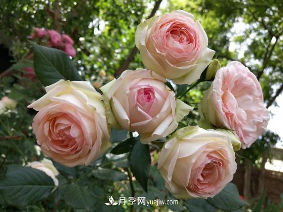 十一月養(yǎng)護(hù)月季，分享三個(gè)小動(dòng)作”，月季蹭蹭冒新芽(圖1)