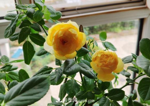 十一月養(yǎng)護(hù)月季，分享三個(gè)小動(dòng)作”，月季蹭蹭冒新芽(圖2)
