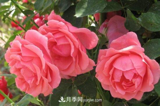 月季花有哪些顏色？月季花的養(yǎng)殖方法？(圖1)