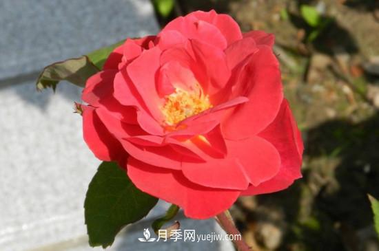 月季花有哪些顏色？月季花的養(yǎng)殖方法？(圖3)