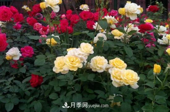 月季花有哪些顏色？月季花的養(yǎng)殖方法？(圖2)