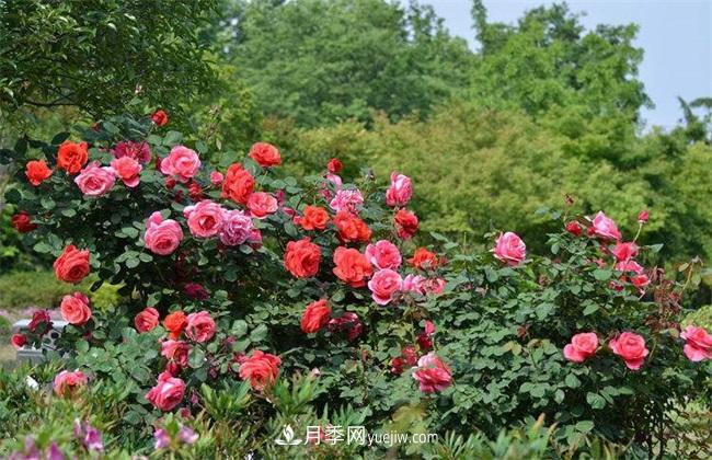 月季花什么時候開花？月季花的功效作用(圖1)
