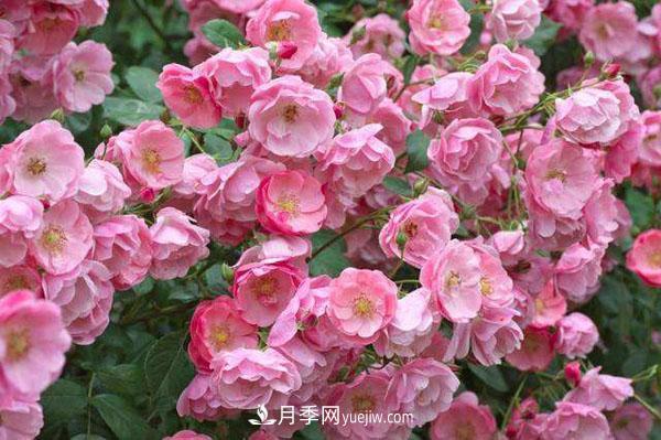 安吉拉月季的優(yōu)缺點(diǎn)是什么？安吉拉養(yǎng)殖辦法(圖1)