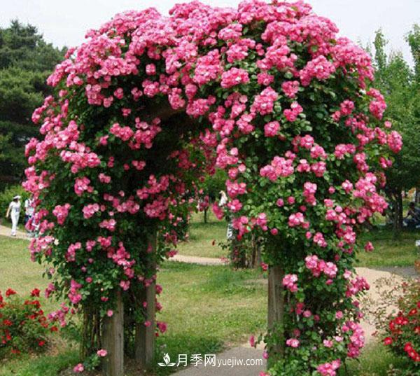安吉拉月季的優(yōu)缺點(diǎn)是什么？安吉拉養(yǎng)殖辦法(圖2)
