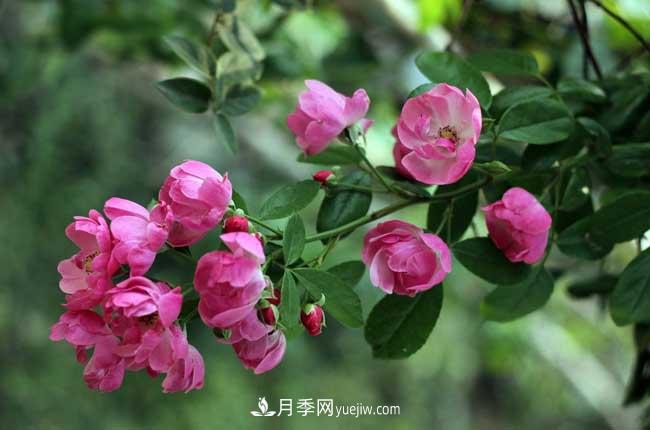 薔薇花和月季花的區(qū)別？月季花期有多長？(圖1)