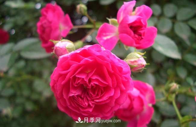 薔薇花和月季花的區(qū)別？月季花期有多長？(圖2)