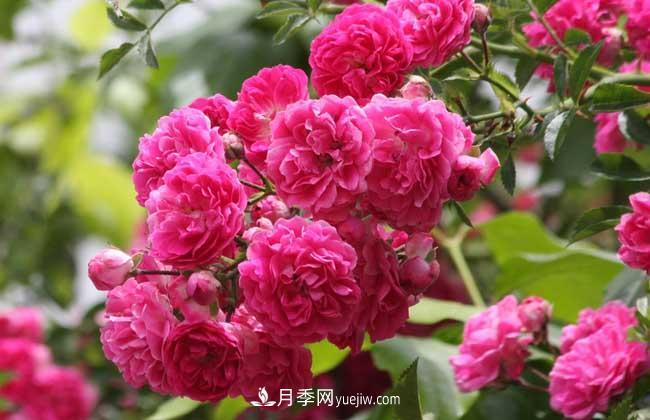 薔薇花和月季花的區(qū)別？月季花期有多長？(圖3)