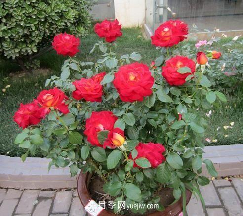 盆栽月季花的養(yǎng)殖方法是什么，有哪些注意事項(xiàng)(圖1)