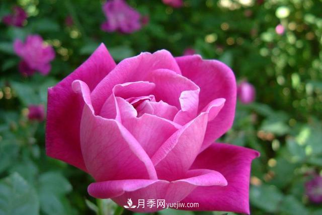 “國(guó)家花卉改良中心蘭州月季繁育基地”將落戶(hù)甘肅蘭州新區(qū)(圖3)