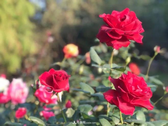 秋日暖陽花盛開，來上海濱江森林公園看金秋***美月季花(圖1)