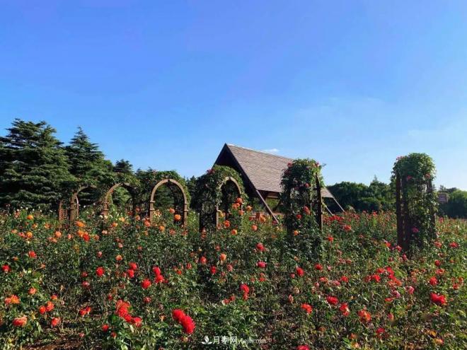 秋日暖陽花盛開，來上海濱江森林公園看金秋***美月季花(圖2)