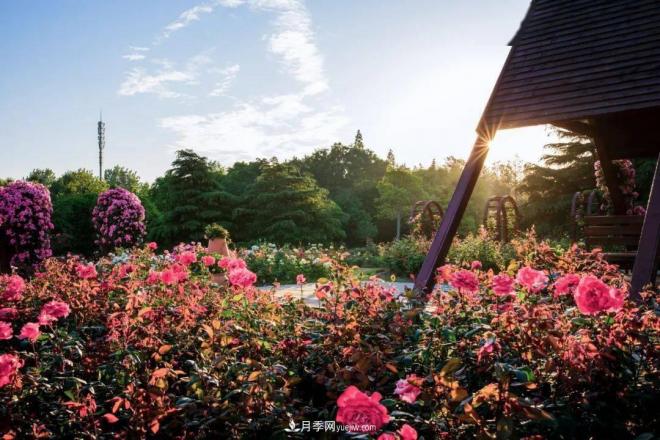 秋日暖陽花盛開，來上海濱江森林公園看金秋***美月季花(圖3)